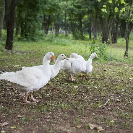 Farm stay Agriturismo Borg Da Ocjs Cormons