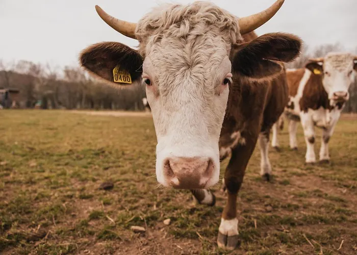 Borg Da Ocjs Bauernhof