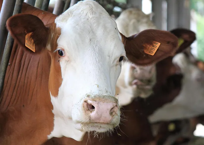 Bauernhof Borg Da Ocjs Cormòns