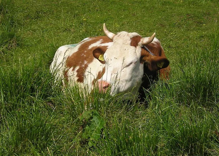 Bauernhof Borg Da Ocjs