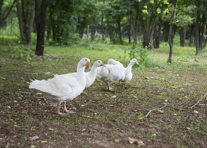 Bauernhof Borg Da Ocjs Cormòns